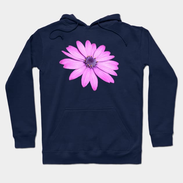 Single Pink African Daisy Isolated Hoodie by taiche